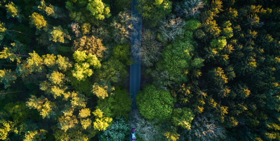 The pine grove from the air